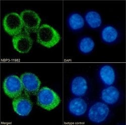 CCRL2/CRAM-A/B Rabbit anti-Mouse, Clone: BZ2E3, Novus Biologicals 0.2 mg;